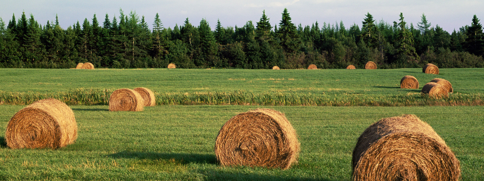 Field of hay bales